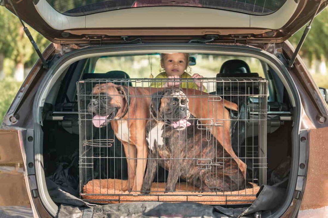 Transporter dla psa 10 kg – komfort w każdej podróży! Zobacz, który sprawdzi się najlepiej w aucie