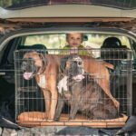 Transporter dla psa 10 kg – komfort w każdej podróży! Zobacz, który sprawdzi się najlepiej w aucie