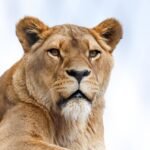 Ile kosztuje bilet do zoo w Chorzowie