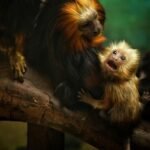 Ile kosztuje bilet do zoo w Płocku