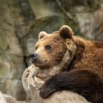 Ile kosztuje bilet do zoo i orientarium w Łodzi