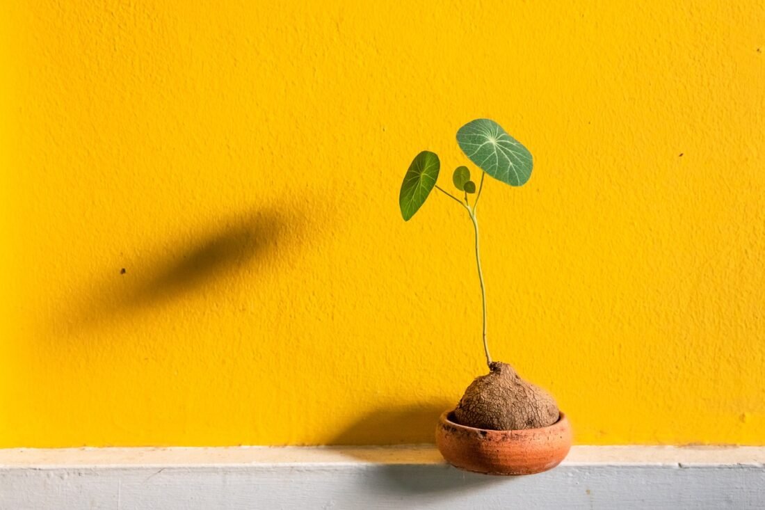 Jak posadzić drzewko w doniczce