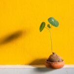 Jak posadzić drzewko w doniczce