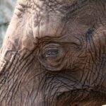 Ile kosztuje bilet do zoo w Ostrawie