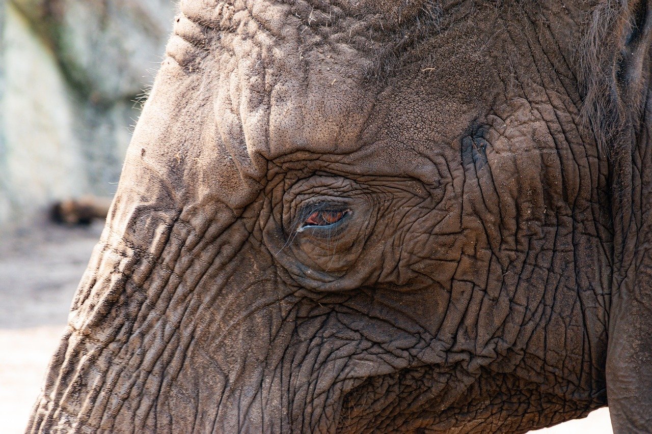Ile kosztuje bilet do zoo w Ostrawie