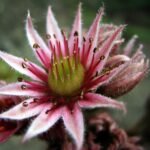 Jak posadzić szczypiorek w doniczce