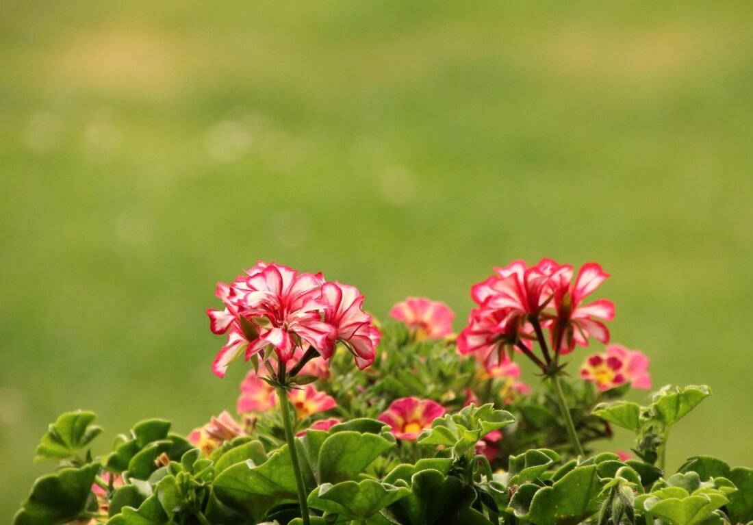 Jak posadzić żonkila w doniczce