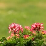 Jak posadzić żonkila w doniczce