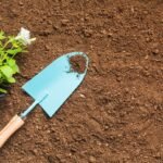 Jak posadzić lilie w doniczce