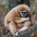 Ile kosztuje bilet do zoo we Wrocławiu