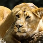 Ile kosztuje bilet do zoo w Zamościu