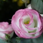 Jak posadzić truskawki w doniczce