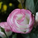 Jak posadzić poziomki w doniczce