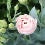 Jak posadzić hiacynta w doniczce