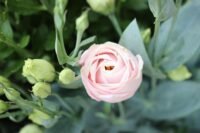 Jak posadzić hiacynta w doniczce