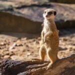 Ile kosztuje bilet ulgowy do zoo we Wrocławiu