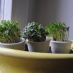 Jak posadzić banana w doniczce