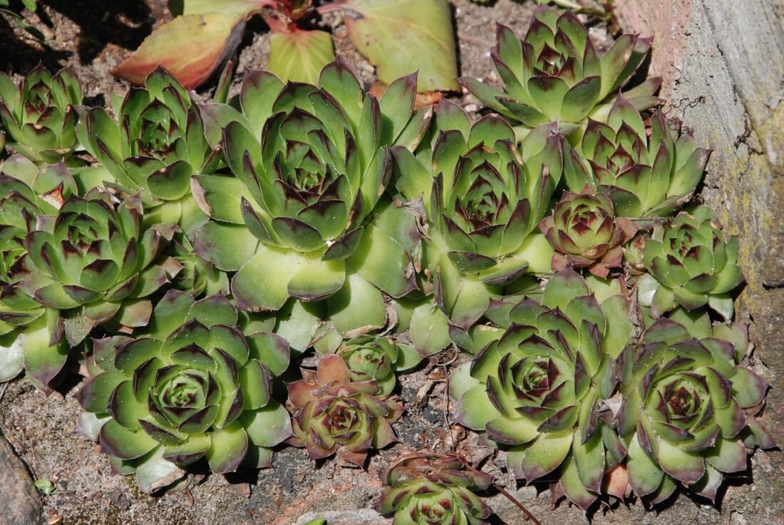 Jak posadzić pietruszkę w doniczce