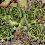 Jak posadzić pietruszkę w doniczce