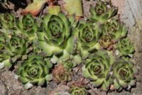 Jak posadzić pietruszkę w doniczce