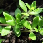 Jak posadzić czosnek w doniczce