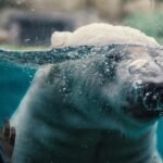 Ile kosztuje bilet ulgowy do zoo w Łodzi