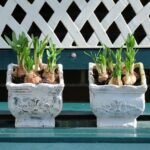 Jak posadzić kasztana w doniczce