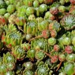 Jak posadzić tuje w doniczce