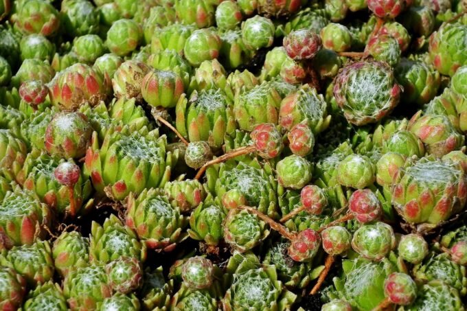 Jak posadzić tuje w doniczce