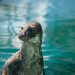 Ile kosztuje bilet do zoo w Borysewie