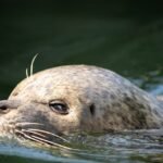 Ile kosztuje bilet do zoo w Gdańsku Oliwie