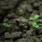 Jak posadzić tulipany w doniczce