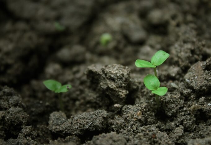 Jak posadzić tulipany w doniczce