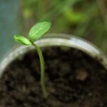 Jak posadzić ananasa w doniczce