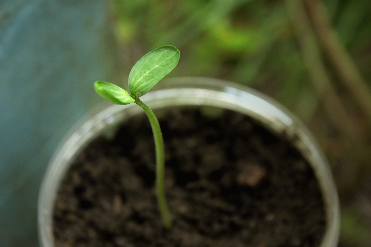 Jak posadzić ananasa w doniczce