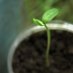 Jak posadzić ziemniaka w doniczce