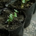 Jak posadzić trawę w doniczce