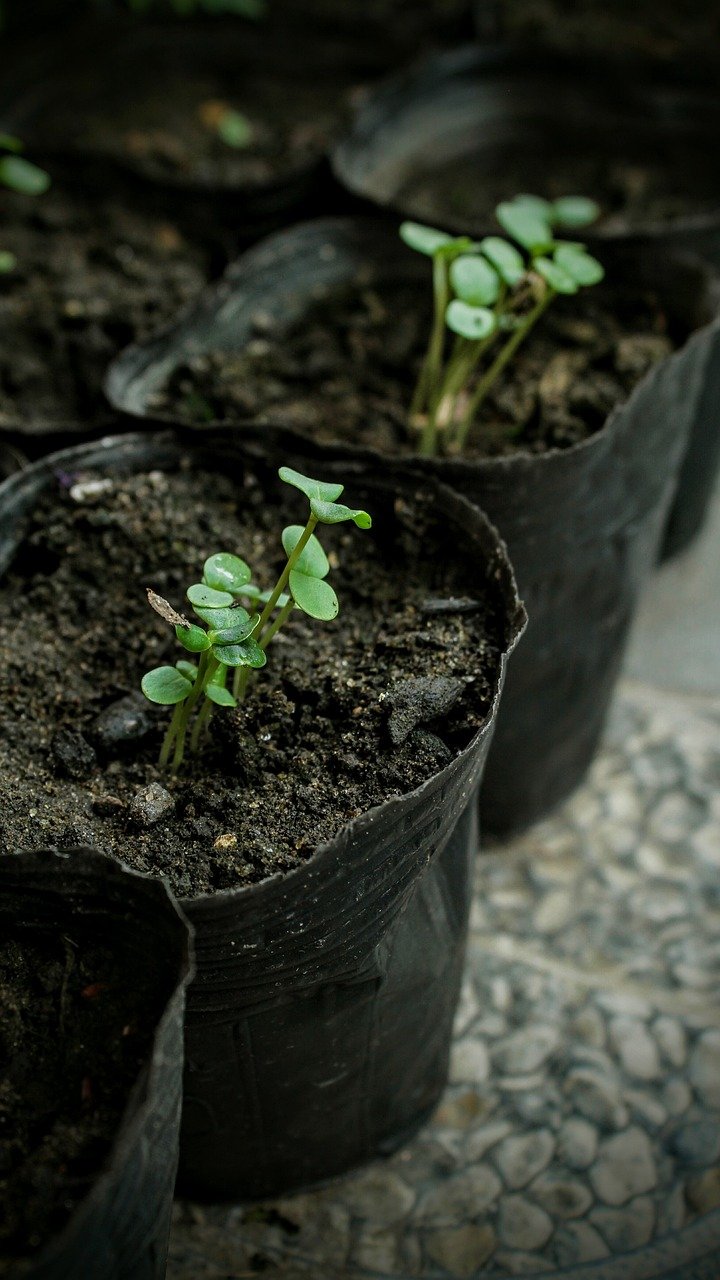 Jak posadzić trawę w doniczce